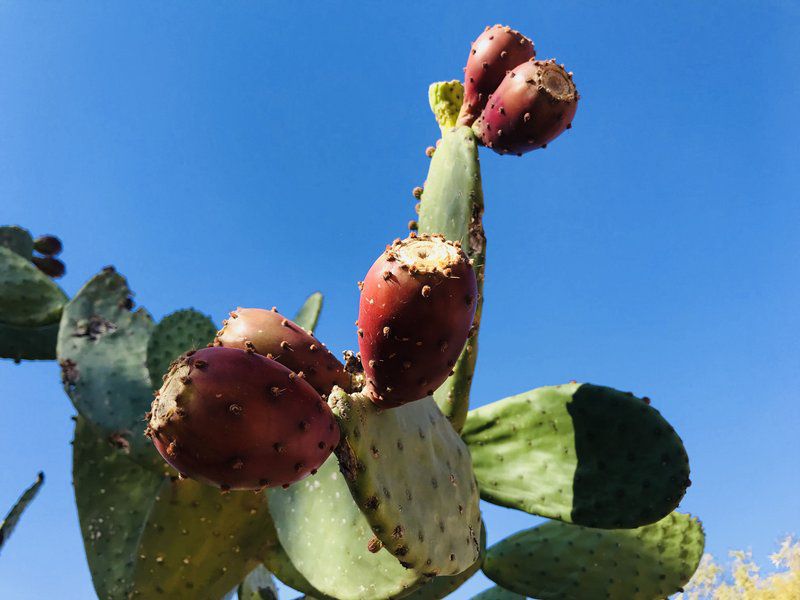 Tented Camp Sweetfontein Britstown Northern Cape South Africa Colorful, Cactus, Plant, Nature, Food, Vegetable