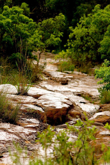 Thaba Tala Game Farm Melkrivier Limpopo Province South Africa Forest, Nature, Plant, Tree, Wood