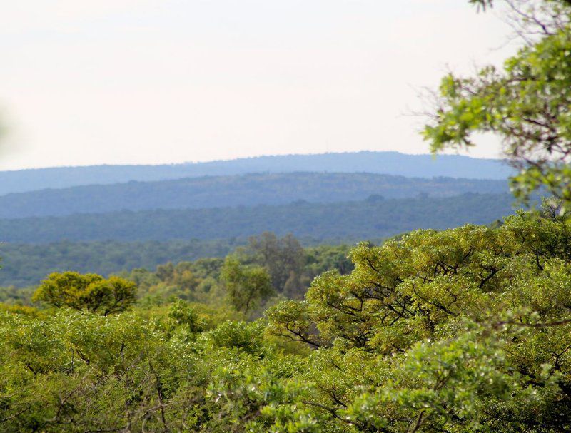 Thaba Tala Game Farm Melkrivier Limpopo Province South Africa Forest, Nature, Plant, Tree, Wood