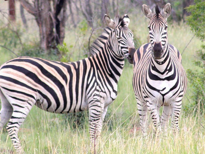 Thaba Tala Game Farm Melkrivier Limpopo Province South Africa Zebra, Mammal, Animal, Herbivore