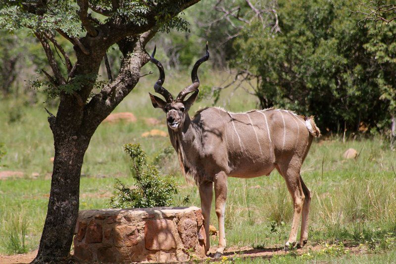 Thaba Tala Game Farm Melkrivier Limpopo Province South Africa Gnu, Mammal, Animal, Herbivore