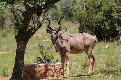 Thaba Tala Game Farm Melkrivier Limpopo Province South Africa Gnu, Mammal, Animal, Herbivore