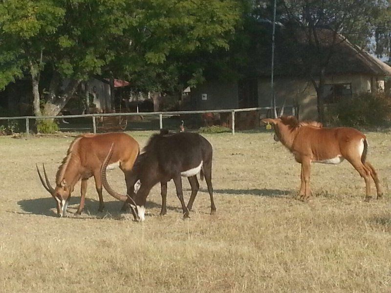 Thaba Tholo Game Farm Mookgopong Naboomspruit Limpopo Province South Africa Cow, Mammal, Animal, Agriculture, Farm Animal, Herbivore, Horse