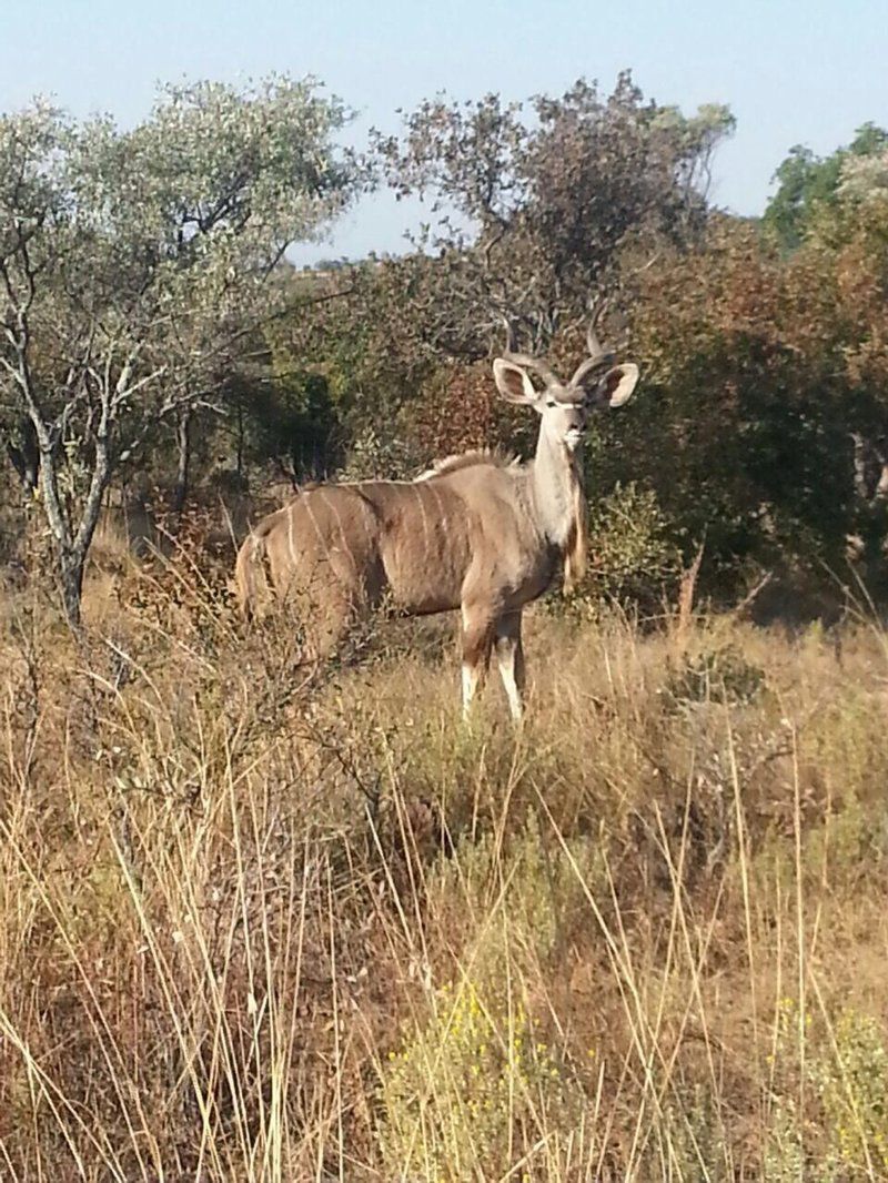 Thaba Tholo Game Farm Mookgopong Naboomspruit Limpopo Province South Africa Animal