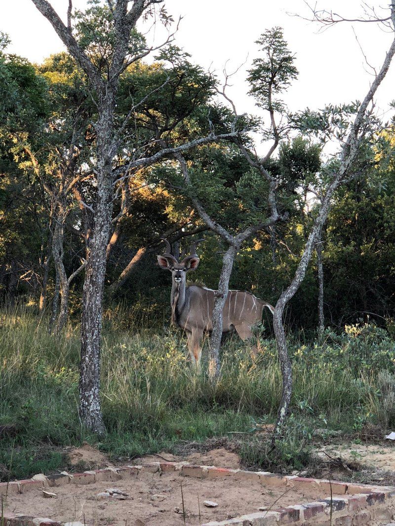 Thaba Tholo Game Farm Mookgopong Naboomspruit Limpopo Province South Africa Unsaturated, Deer, Mammal, Animal, Herbivore, Tree, Plant, Nature, Wood