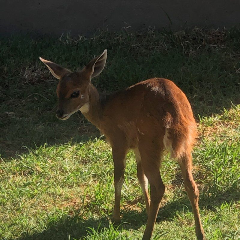 Thaba Tholo Game Farm Mookgopong Naboomspruit Limpopo Province South Africa Deer, Mammal, Animal, Herbivore