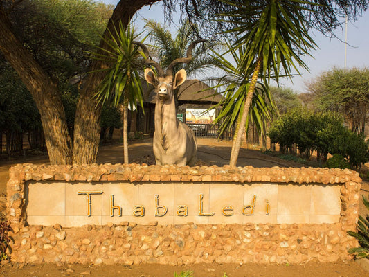 Thabaledi Game Lodge Massikier North West Province South Africa Palm Tree, Plant, Nature, Wood