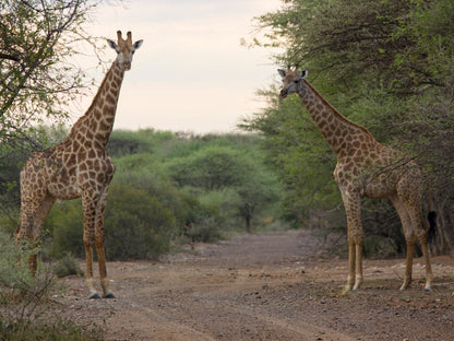 Thabaledi Game Lodge Massikier North West Province South Africa Giraffe, Mammal, Animal, Herbivore