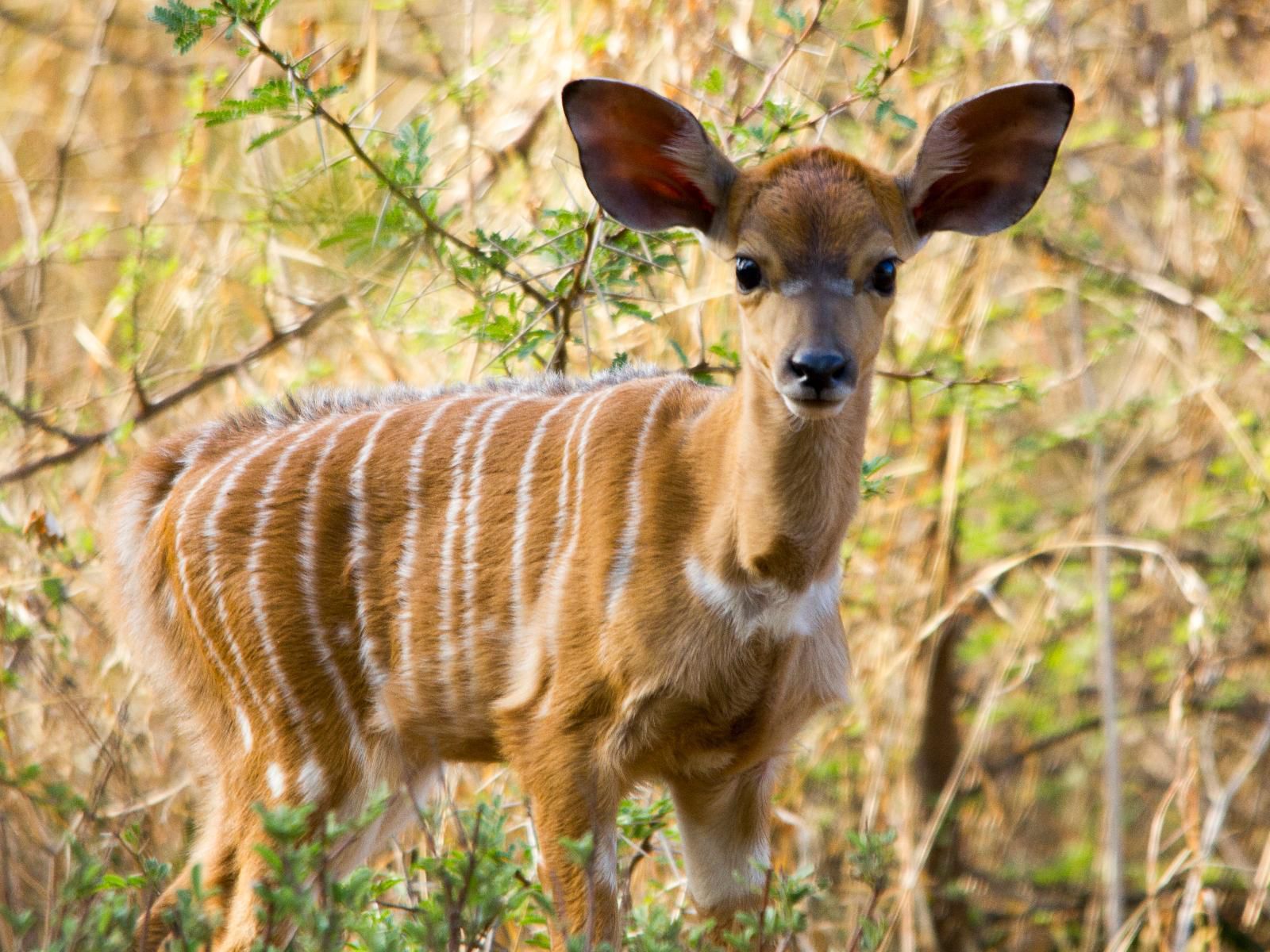 Thabaledi Game Lodge Massikier North West Province South Africa Animal