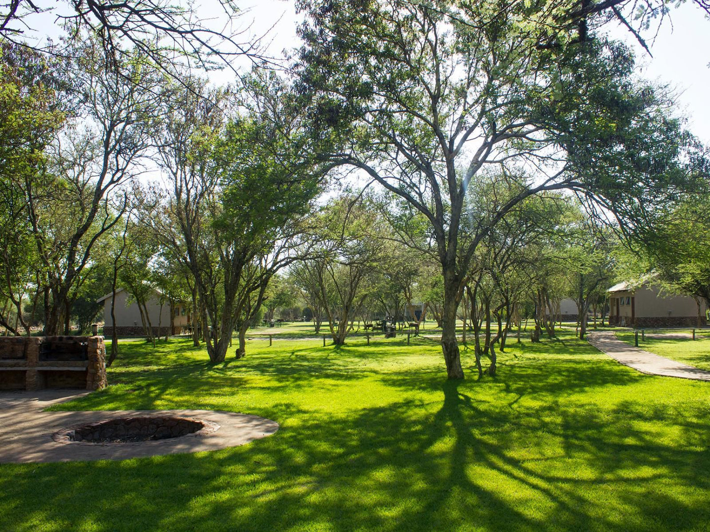 Thabaledi Game Lodge Massikier North West Province South Africa Plant, Nature, Tree, Wood