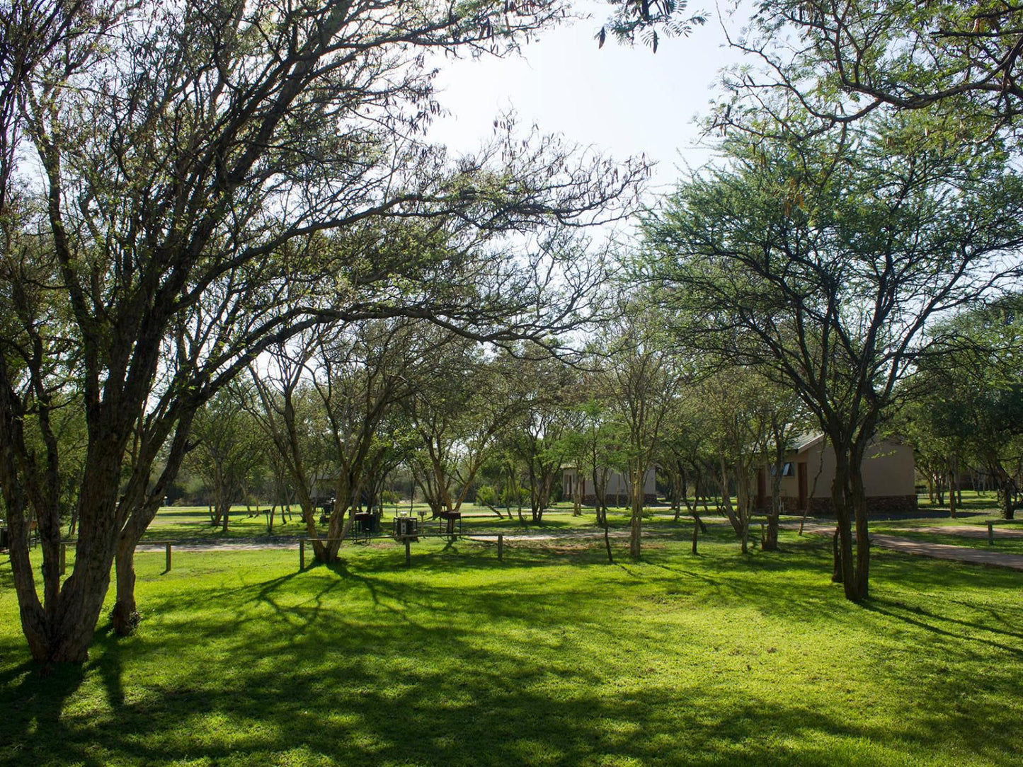 Thabaledi Game Lodge Massikier North West Province South Africa Plant, Nature