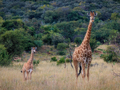 Thaba Manzi Ranch Magaliesburg Gauteng South Africa Giraffe, Mammal, Animal, Herbivore