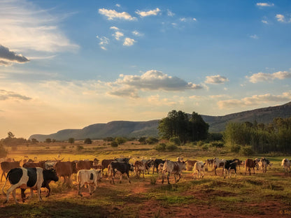 Thaba Manzi Ranch Magaliesburg Gauteng South Africa Cow, Mammal, Animal, Agriculture, Farm Animal, Herbivore, Lowland, Nature