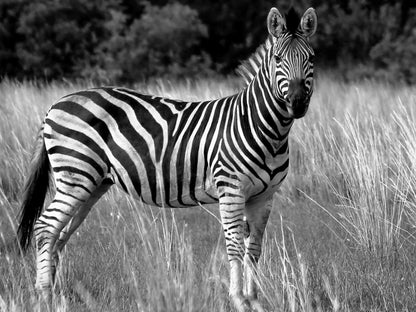 Thaba Manzi Ranch Magaliesburg Gauteng South Africa Colorless, Black And White, Zebra, Mammal, Animal, Herbivore
