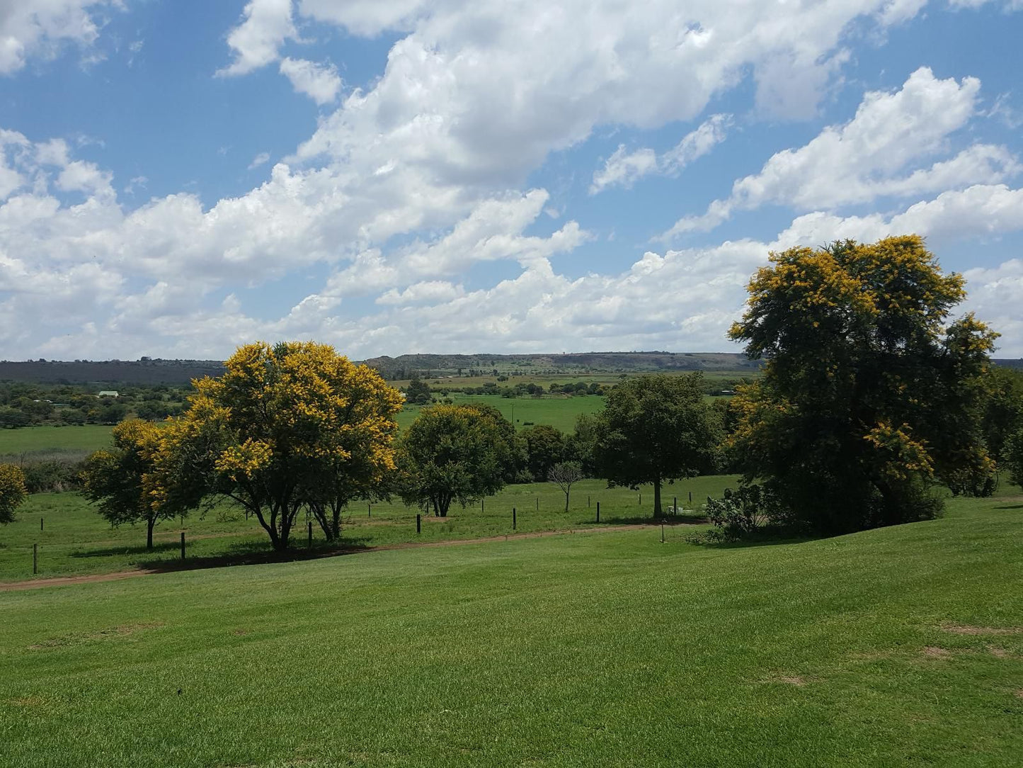 Thabametsi Farm Magaliesburg Gauteng South Africa Complementary Colors, Tree, Plant, Nature, Wood, Lowland