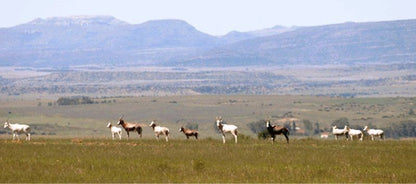 Thaba Nkulu Game Ranch And Fish Eagle Spa Aliwal North Eastern Cape South Africa Complementary Colors, Animal, Lowland, Nature