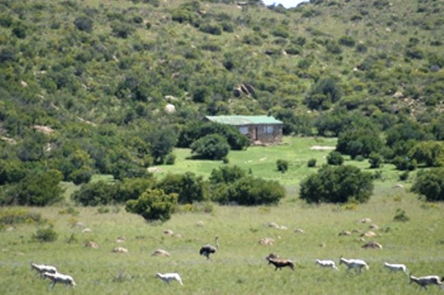 Thaba Nkulu Game Ranch And Fish Eagle Spa Aliwal North Eastern Cape South Africa 