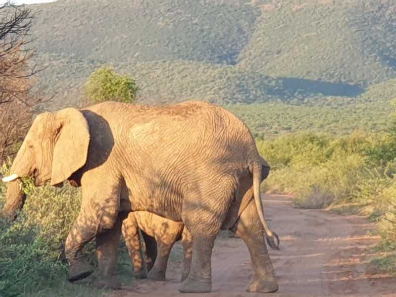 Thabanyani Mabalingwe Mabalingwe Nature Reserve Bela Bela Warmbaths Limpopo Province South Africa Elephant, Mammal, Animal, Herbivore