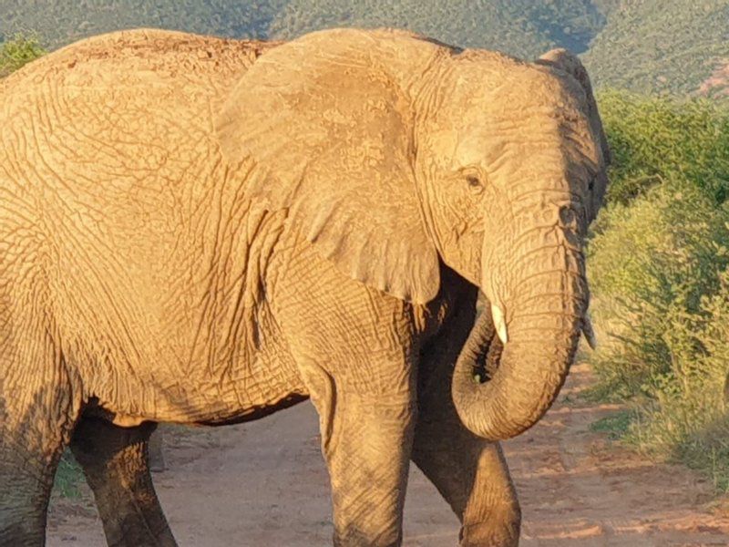 Thabanyani Mabalingwe Mabalingwe Nature Reserve Bela Bela Warmbaths Limpopo Province South Africa Elephant, Mammal, Animal, Herbivore