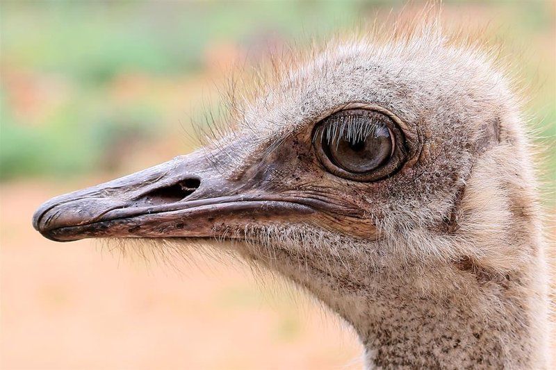 Thabanyani Mabalingwe Mabalingwe Nature Reserve Bela Bela Warmbaths Limpopo Province South Africa Ostrich, Bird, Animal