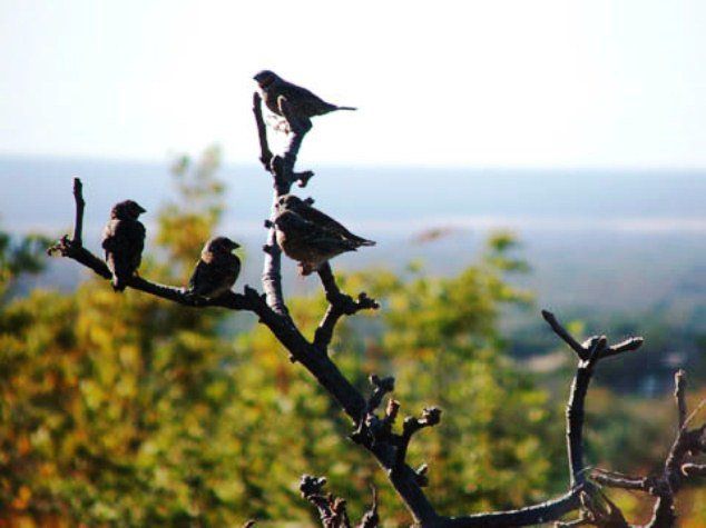 Thaba Ya Metsi Country Estate Mookgopong Naboomspruit Limpopo Province South Africa Bird, Animal