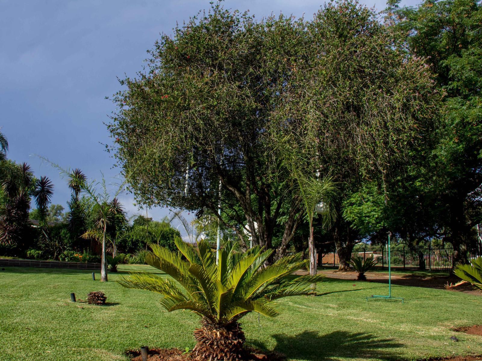 Thabong Guesthouse Carnival City Brakpan Gauteng South Africa Palm Tree, Plant, Nature, Wood, Tree