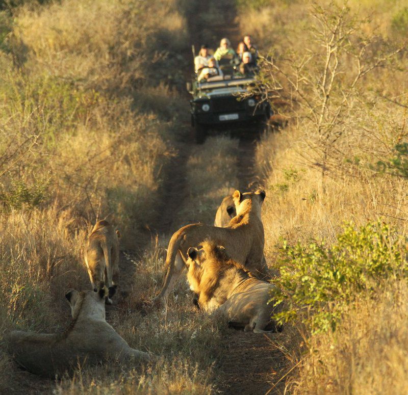 Thanda Safari Hluhluwe Kwazulu Natal South Africa Sepia Tones, Lion, Mammal, Animal, Big Cat, Predator