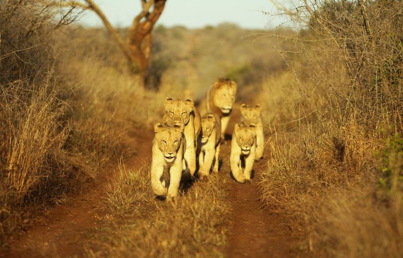 Thanda Safari Hluhluwe Kwazulu Natal South Africa Sepia Tones, Lion, Mammal, Animal, Big Cat, Predator