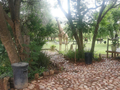 Thandile Country Lodge Bela Bela Warmbaths Limpopo Province South Africa Palm Tree, Plant, Nature, Wood, Garden