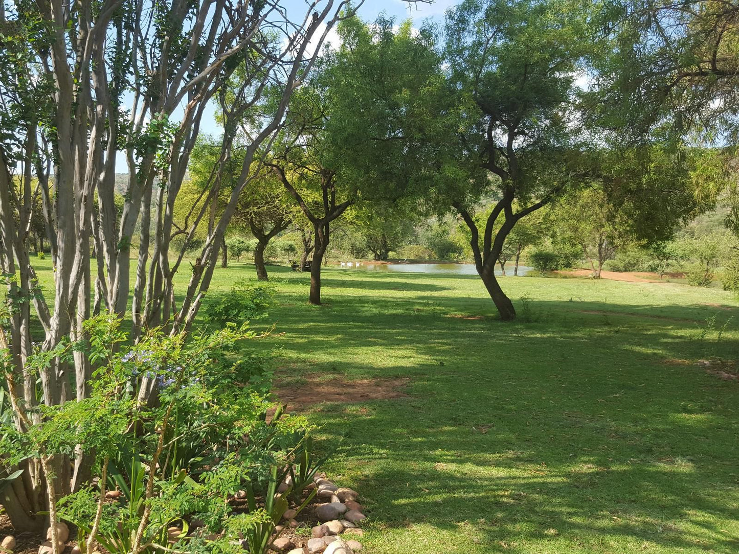 Thandile Country Lodge Bela Bela Warmbaths Limpopo Province South Africa Plant, Nature, Garden