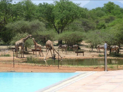 Thandolwami Bushlodge & Spa, Animal, Swimming Pool