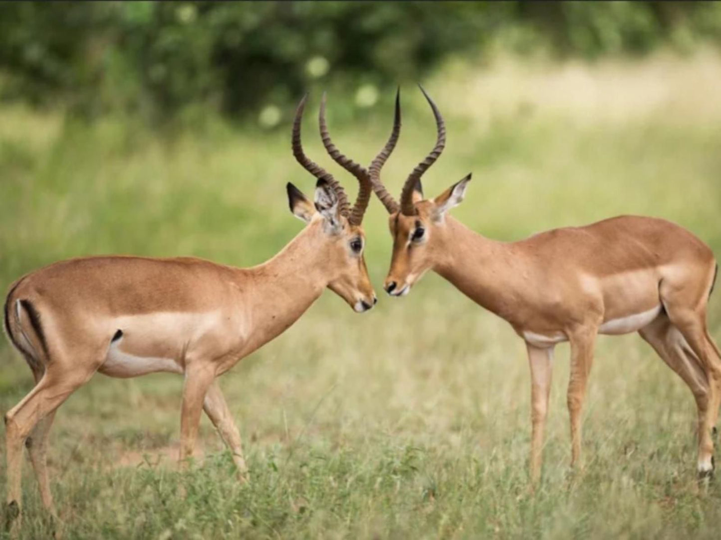 Thandolwami Bushlodge & Spa, Sepia Tones, Deer, Mammal, Animal, Herbivore