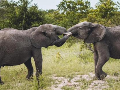 Thandolwami Bushlodge & Spa, Elephant, Mammal, Animal, Herbivore