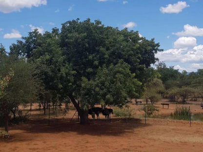 Thandolwami Bushlodge & Spa, Lowland, Nature