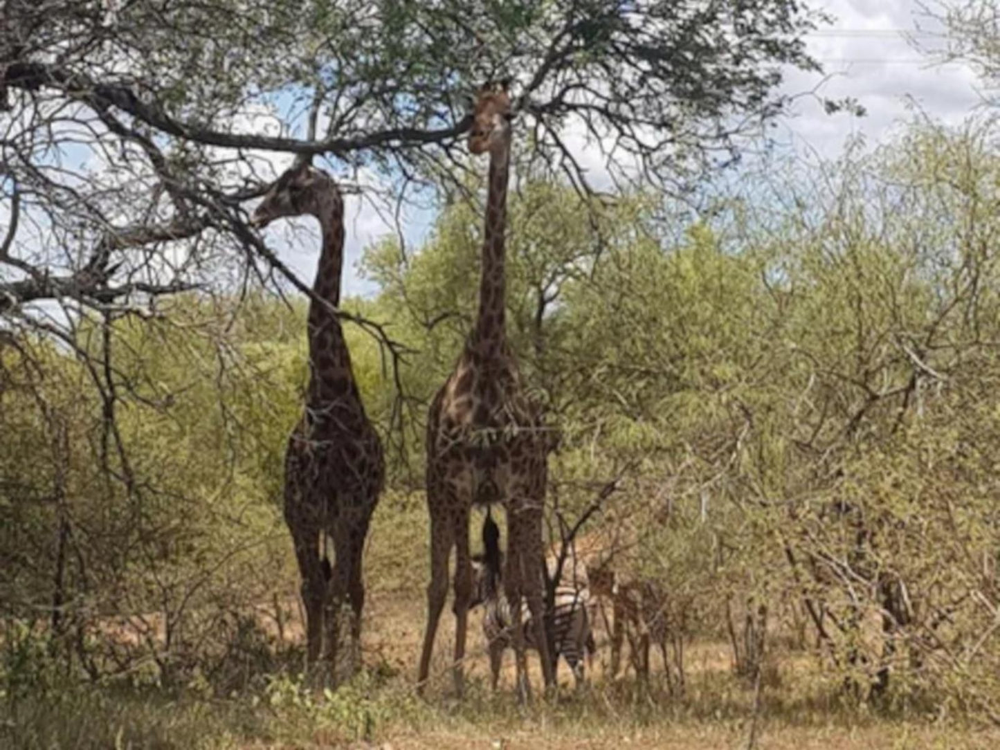 Thandolwami Bushlodge & Spa, Giraffe, Mammal, Animal, Herbivore