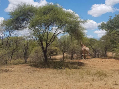 Thandolwami Bushlodge & Spa, Desert, Nature, Sand, Lowland