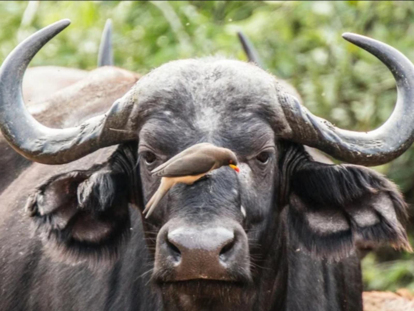 Thandolwami Bushlodge & Spa, Water Buffalo, Mammal, Animal, Herbivore