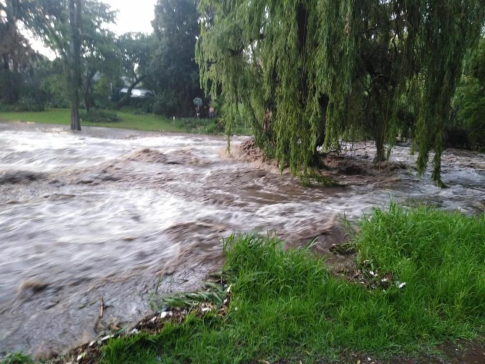 Thatchfoord Lodge Morningside Jhb Johannesburg Gauteng South Africa River, Nature, Waters, Tree, Plant, Wood, Rain