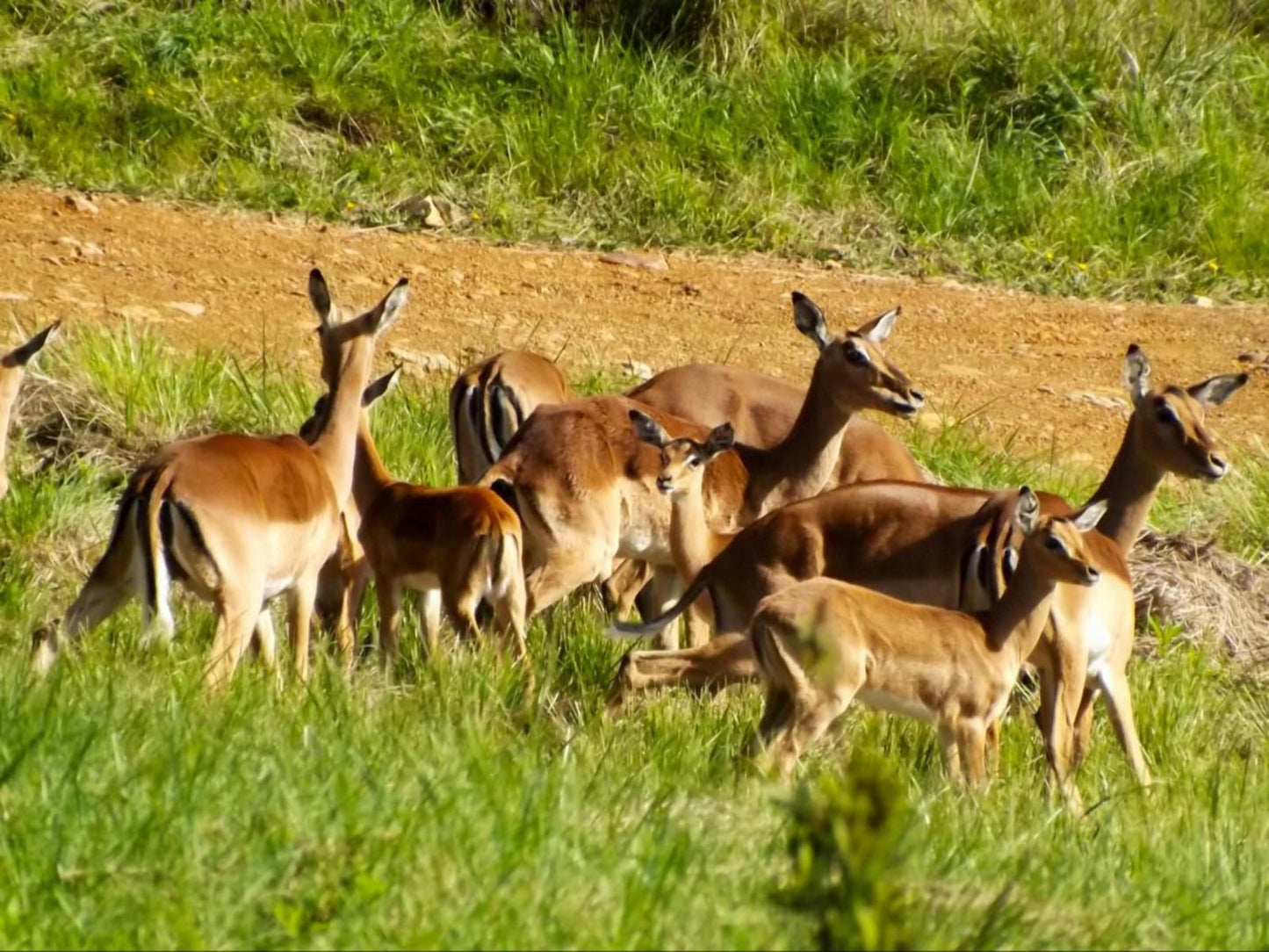 Thatchings Guest House And Conference Venue Nottingham Road Kwazulu Natal South Africa Colorful, Animal