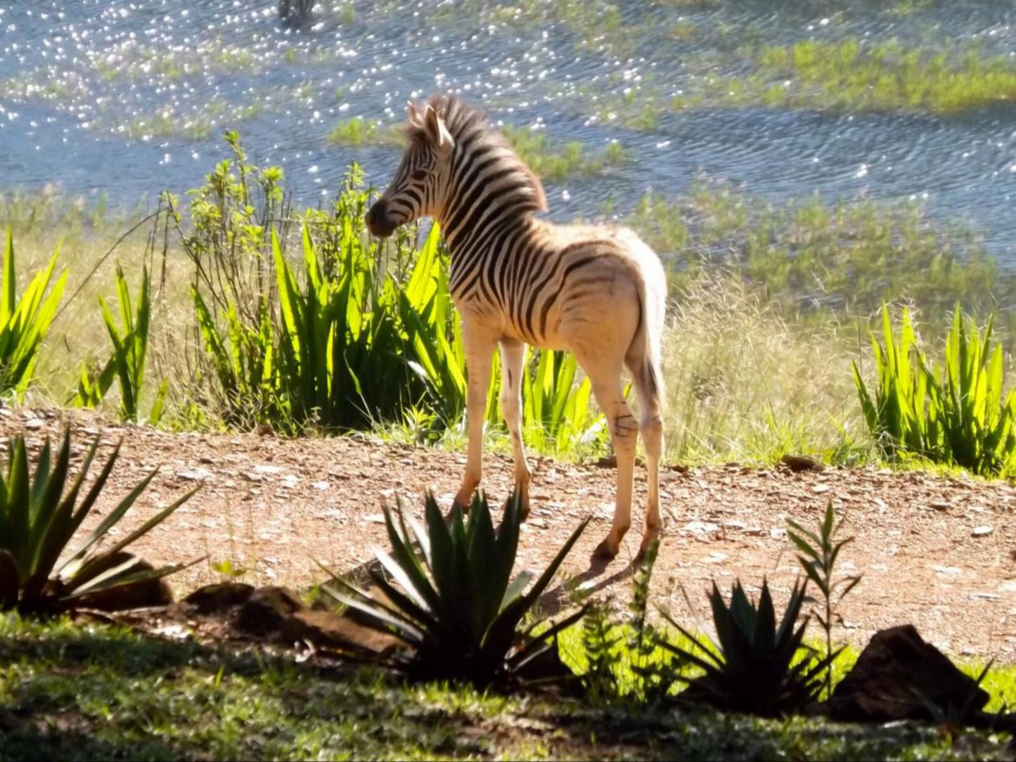 Thatchings Guest House And Conference Venue Nottingham Road Kwazulu Natal South Africa Zebra, Mammal, Animal, Herbivore