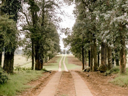 Thatchings Guest House And Conference Venue Nottingham Road Kwazulu Natal South Africa Forest, Nature, Plant, Tree, Wood, Leading Lines, Street