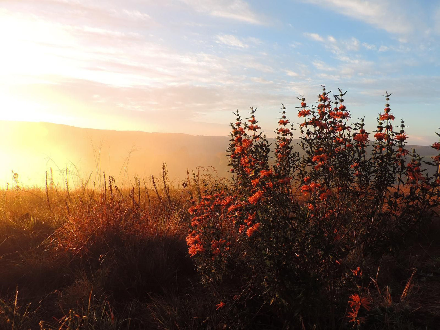 The Aloes Farm - The Studio & The Gallery, Nature, Sunset, Sky