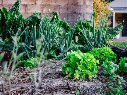 The Aloes Farm - The Studio & The Gallery, Garden, Nature, Plant, Vegetable, Food