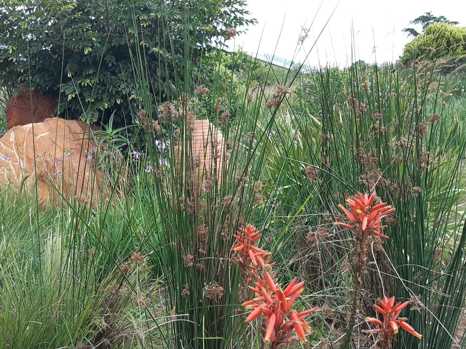 The Aloes Farm - The Studio & The Gallery, Meadow, Nature, Plant, Garden