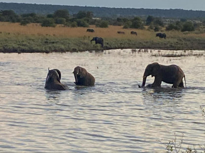 The Art House Victoria Falls, Elephant, Mammal, Animal, Herbivore