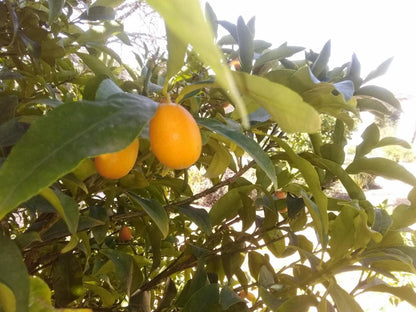 The Barn Of Merindol Riebeek West Western Cape South Africa Food, Fruit