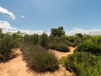 The Bean Tree Mcgregor Western Cape South Africa Complementary Colors, Desert, Nature, Sand, Lowland