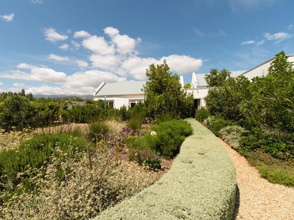 The Bean Tree Mcgregor Western Cape South Africa Complementary Colors, Garden, Nature, Plant