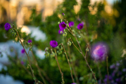 The Blacksmith S Cottage Hopefield Western Cape South Africa Flower, Plant, Nature, Lavender, Bokeh