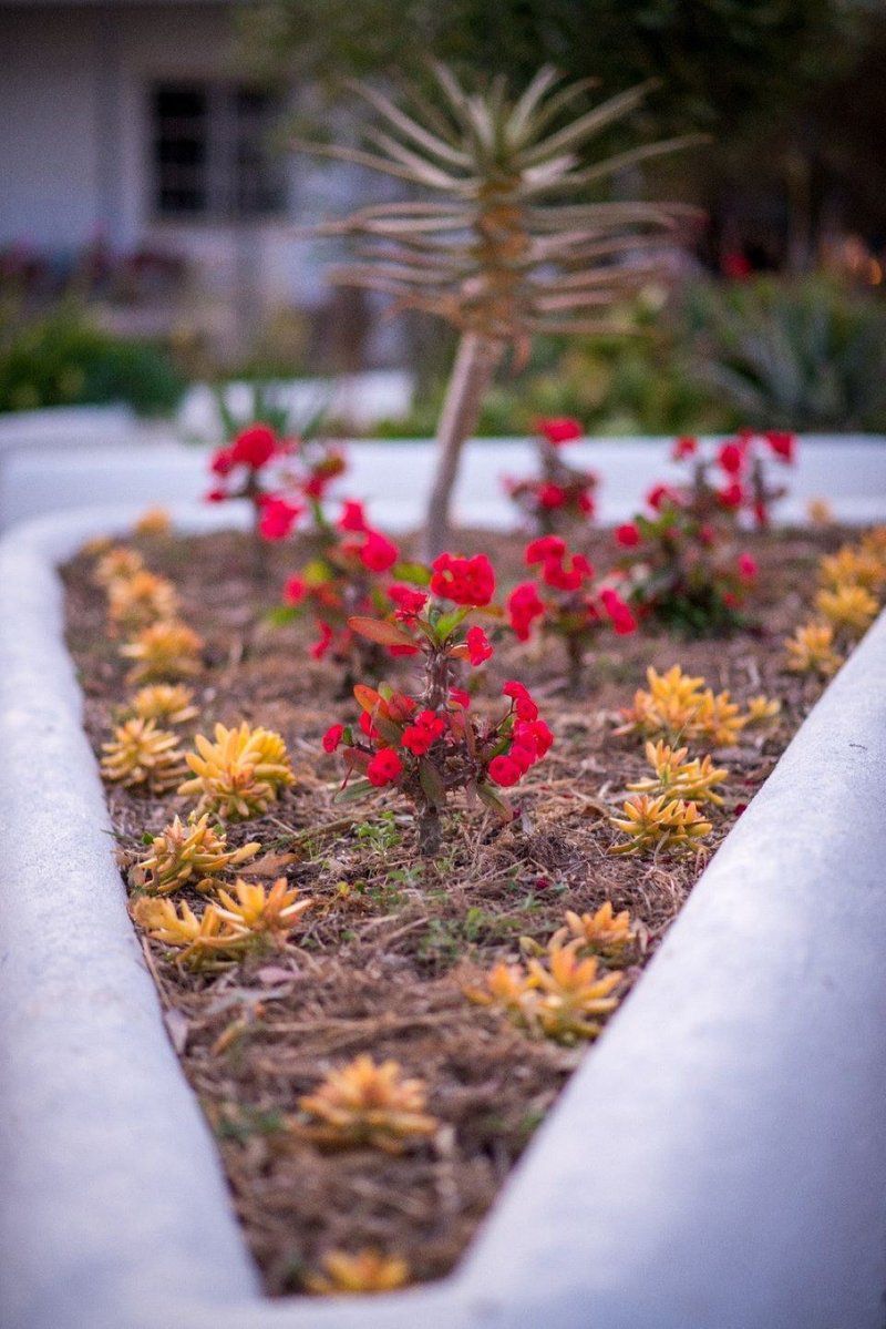 The Blacksmith S Cottage Hopefield Western Cape South Africa Complementary Colors, Flower, Plant, Nature, Bokeh, Garden